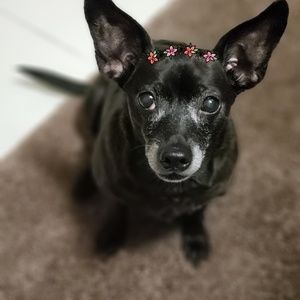 Meet your Posher, Deanna